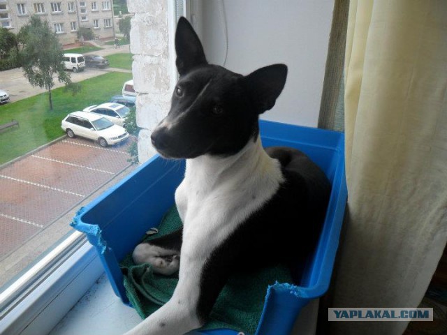 Котовторник 29.04.14.