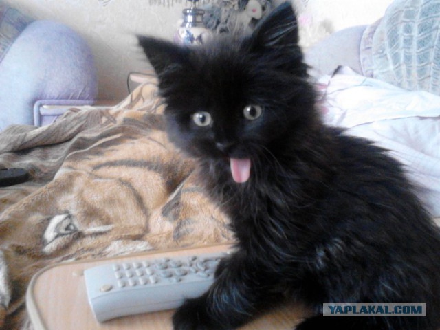 Котовторник 6.05.2014