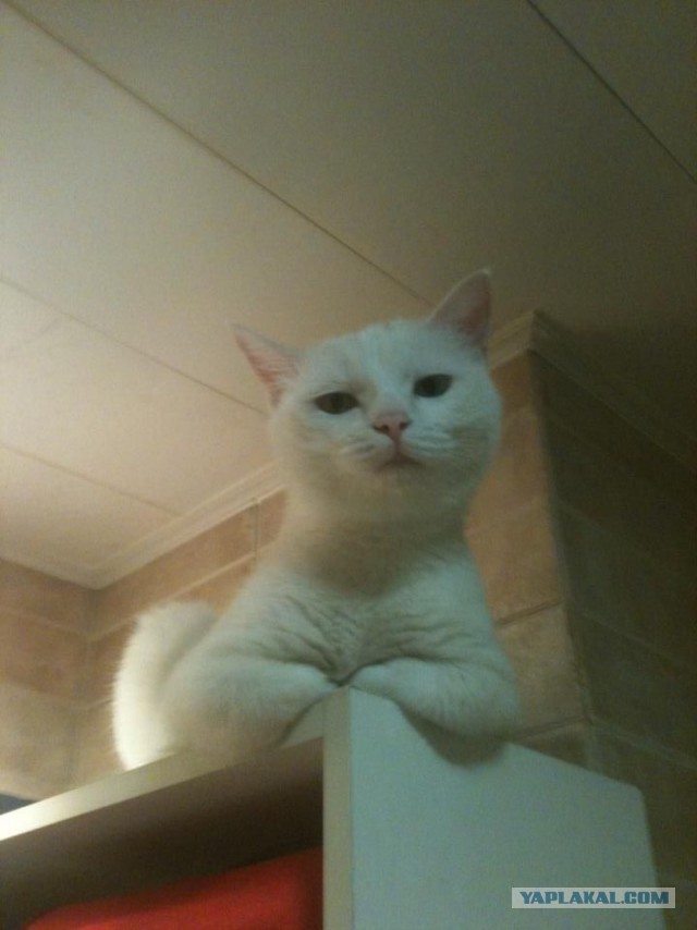 Котовторник 24.06.2014