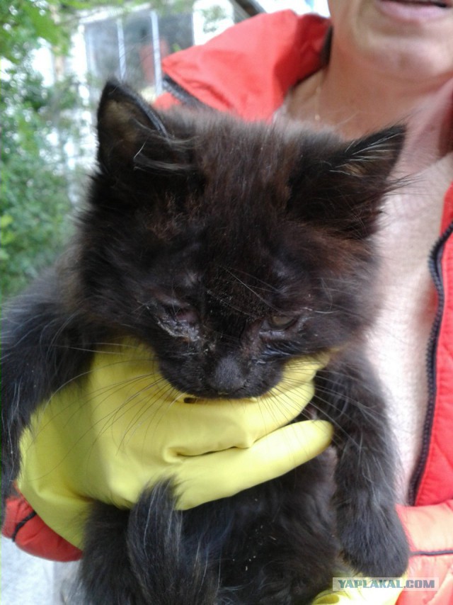 Котовторник 24.06.2014