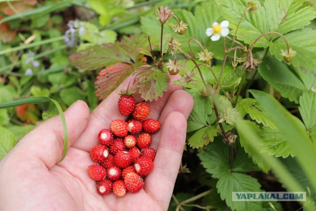 Ягод и грибов пост