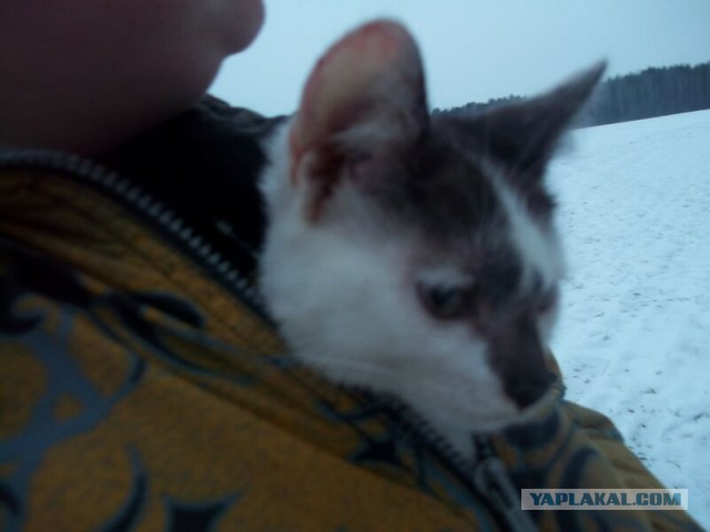 Жизнь домашнего приюта для котеек 38