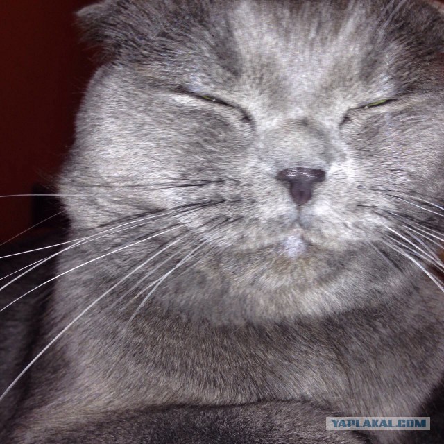 Котовторник 9.12.2014