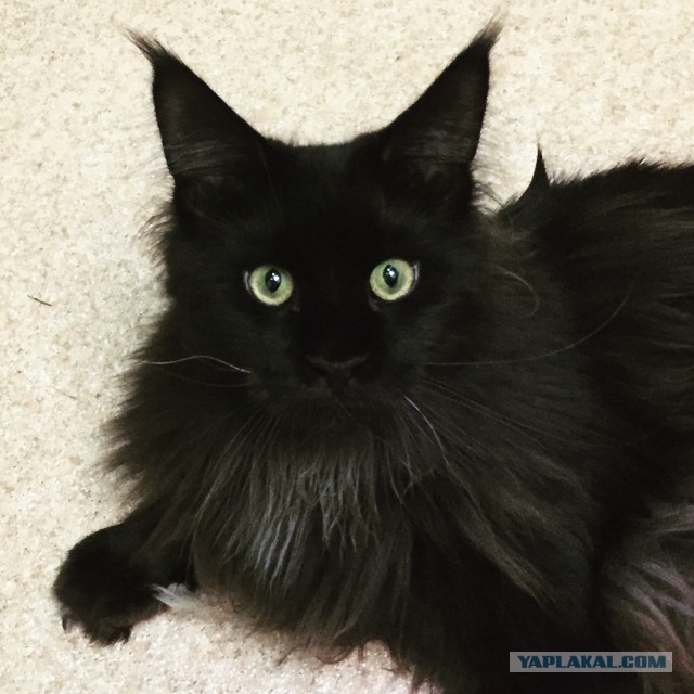 Котовторник 16.06.2015., Котовторник наступил!