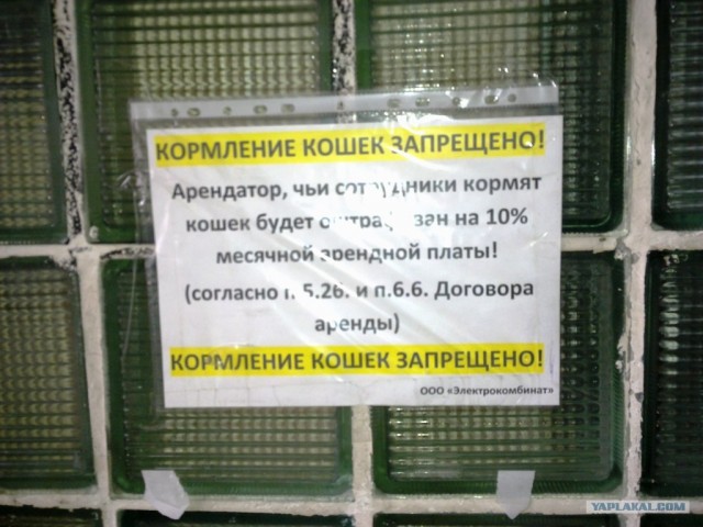 Прикольные фотки с мобильника