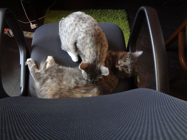 Котовторник наступил!:)