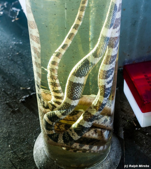 Япония: Комната мёртвых змей