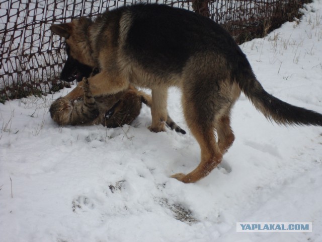 Как собака с кошкой говорили они...