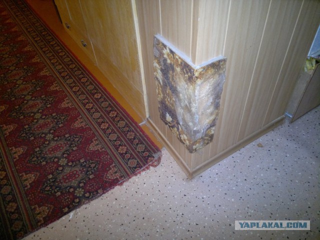 Кошкин дом - он такой