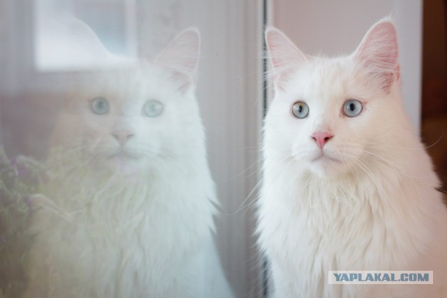 У меня кот дебил