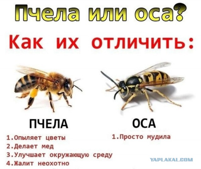 Шершни напали на пчелиный улей.