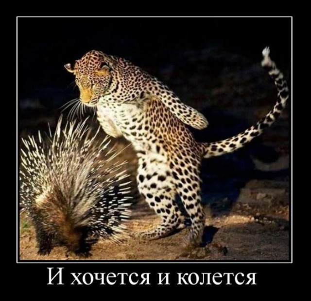 Демы к котовторнику!