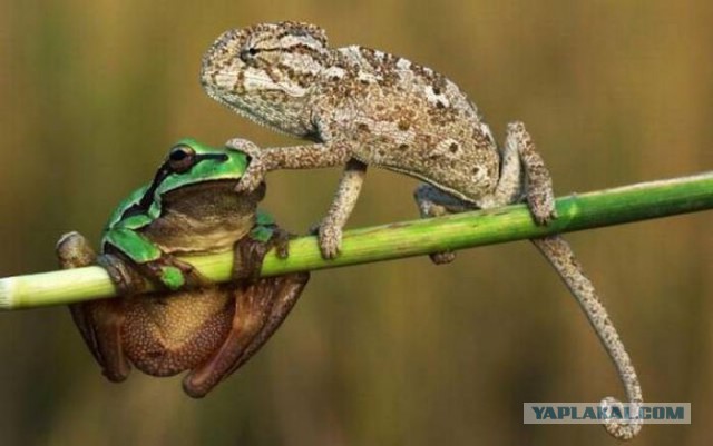 Фото из конкурса на самую смешную фотографию дикой природы