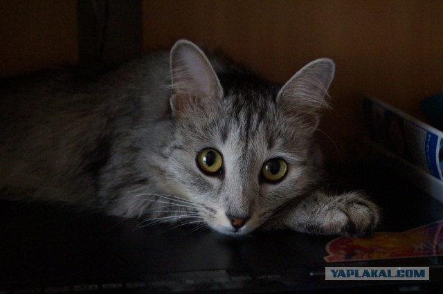 Котовторник 18.10.2016