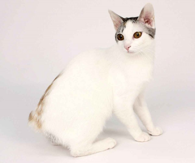 Коты из сети