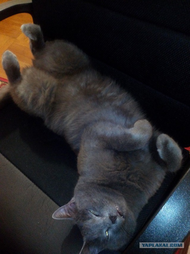 Котовторник  31.01.2017