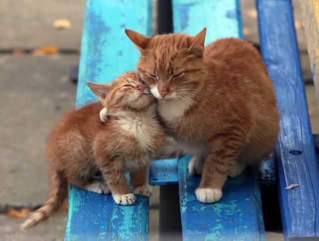 Коты из сети