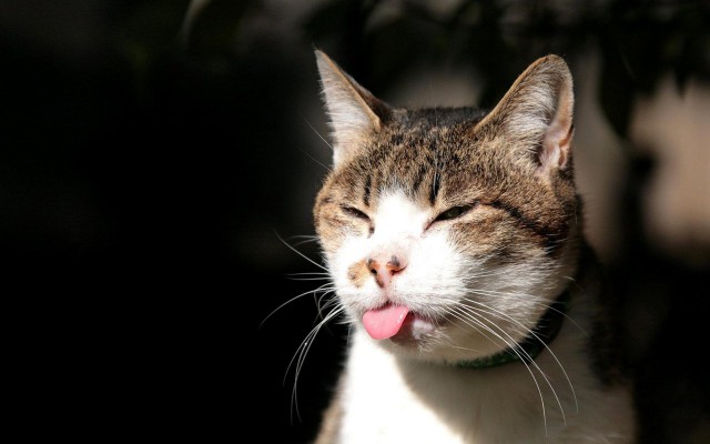 Коты и Кошки