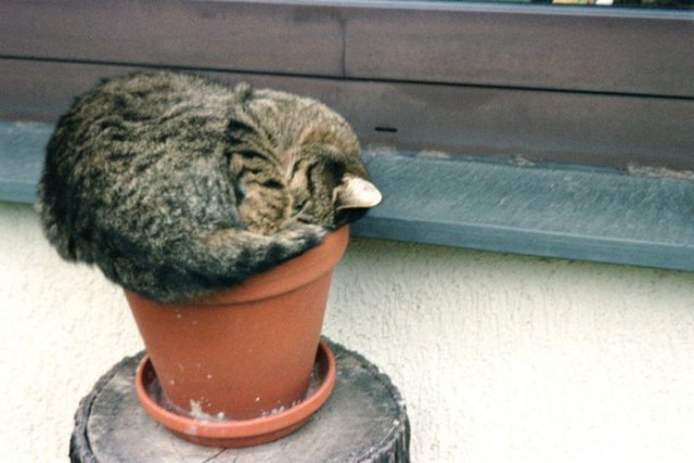 Коты и Кошки