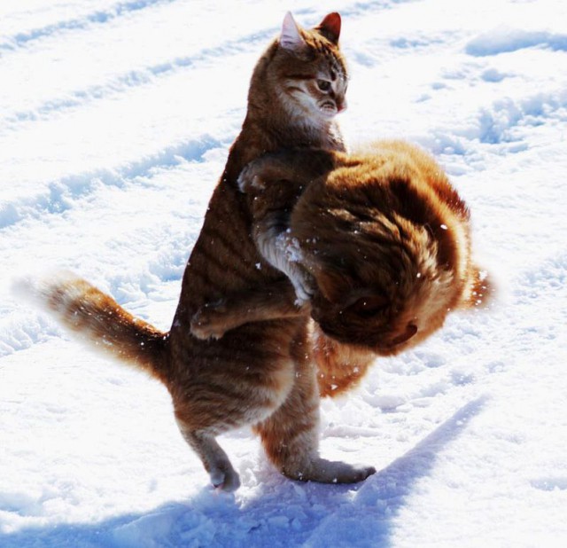 Коты и Кошки