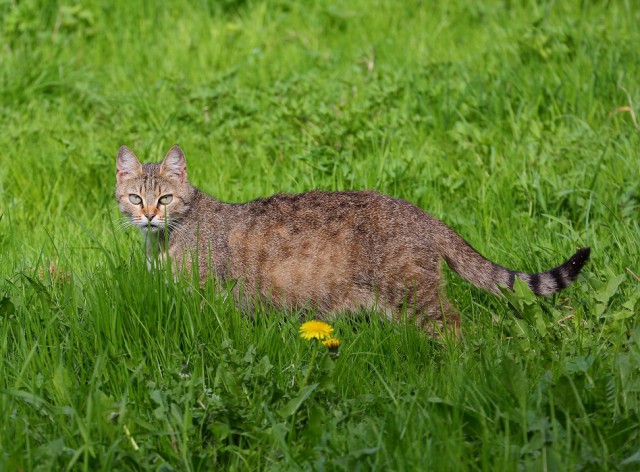 Коты и Кошки