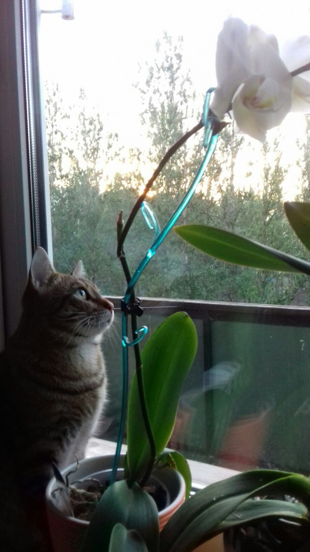 Котовторник 20.06.2017