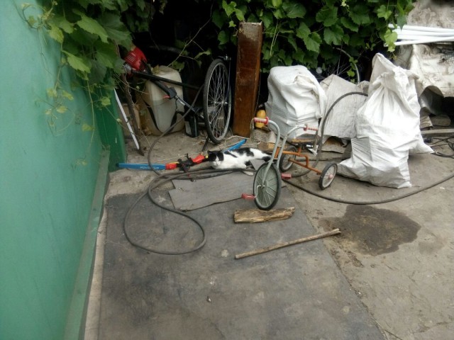 Котовторник 22.08.2017 г.