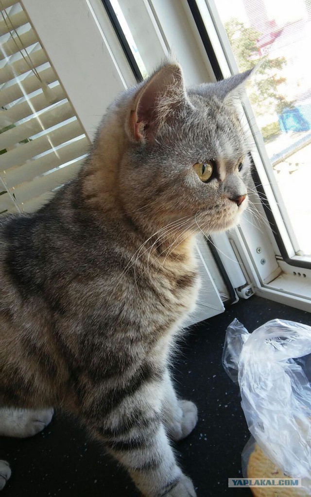 Кошачья история