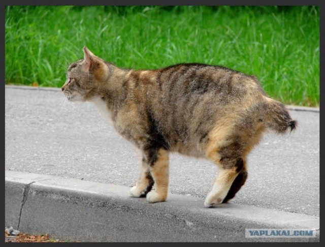Ура, котовторник! (01.07.2008)