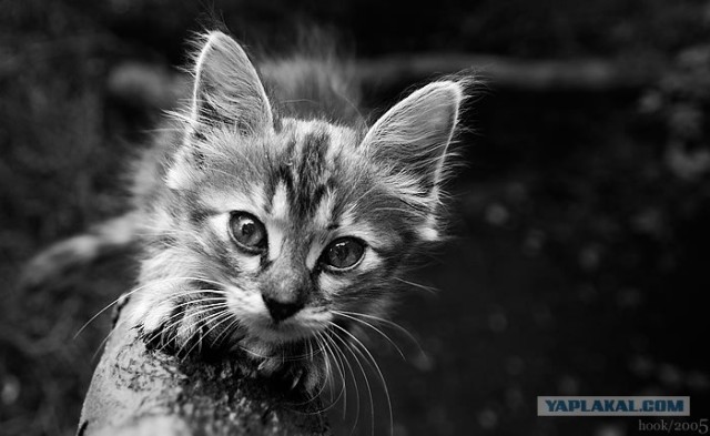 Котовторник на ЯПлакалъ