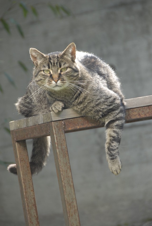 Коты на вторник на ЯПлакалъ (07.10.2008)