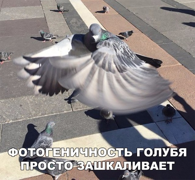 Прикольные картинки абавсём