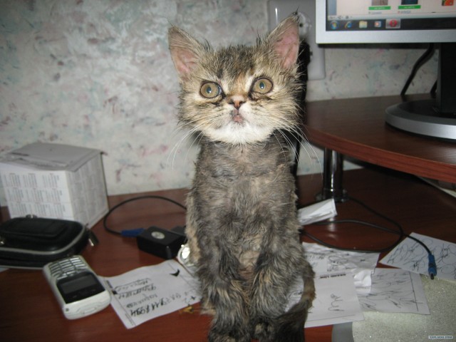 Котовторник уже сегодня!