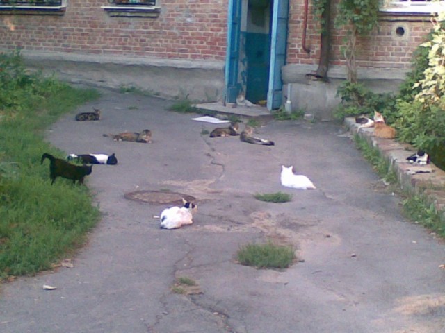 Накорми бездомного кота