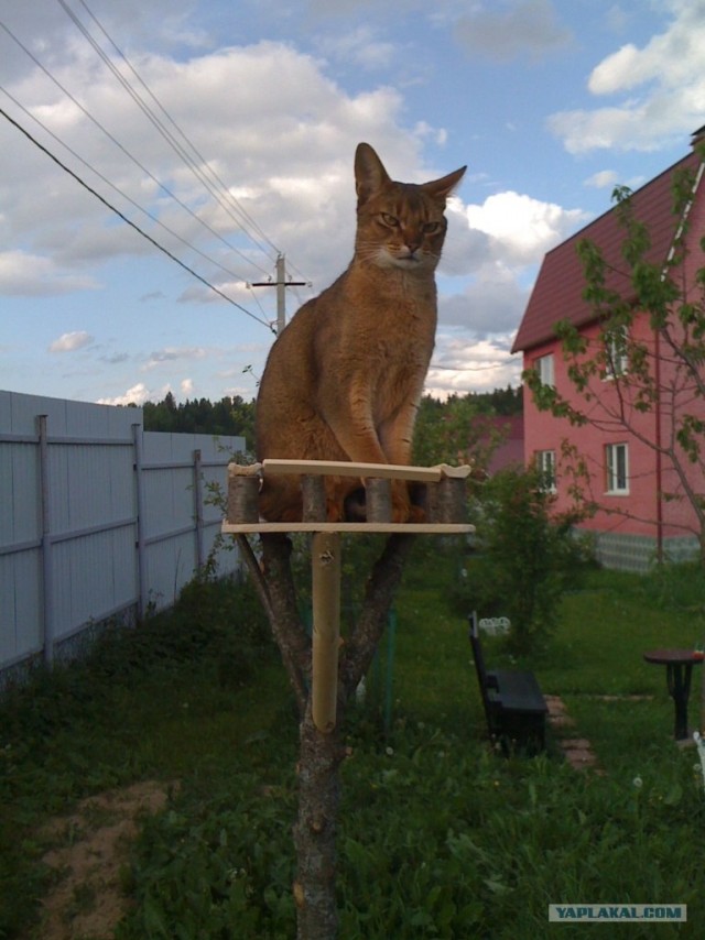 Ну и где ваш котовторник?