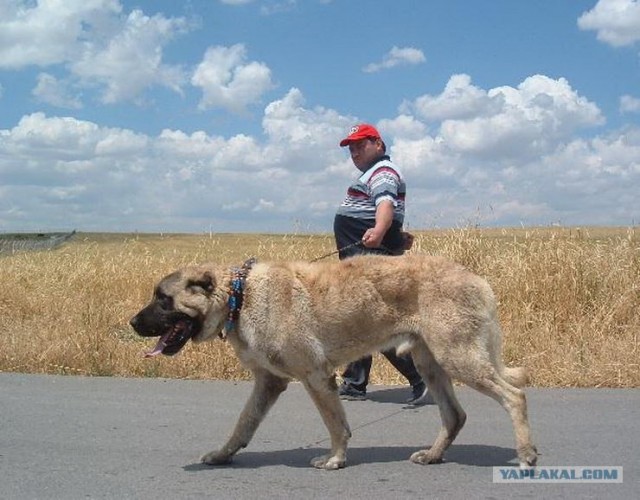 Самые большие собаки