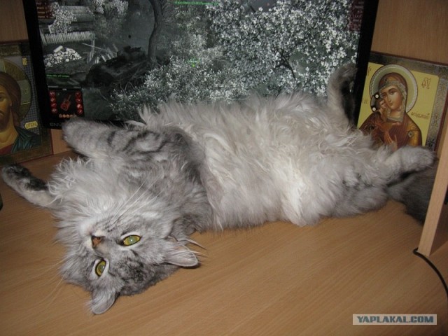 Котовторник  12. 06. 2012