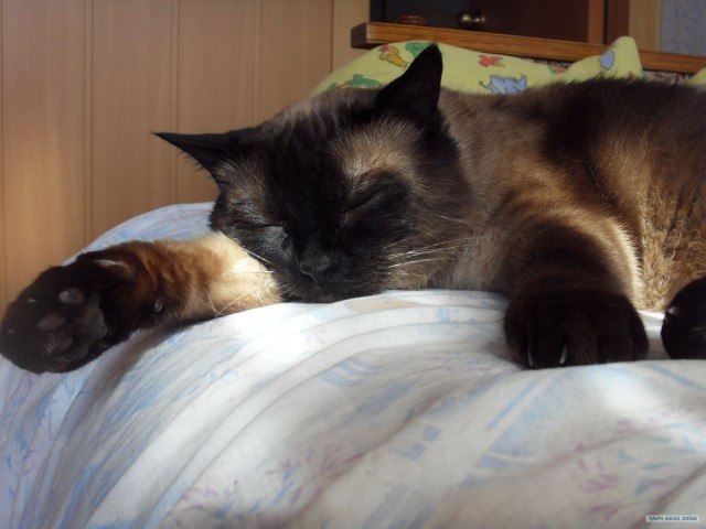 Котовторник на 26.06.12