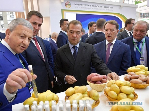 Медведев и картошка