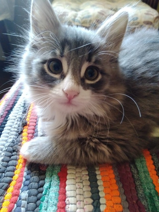 Котовторник