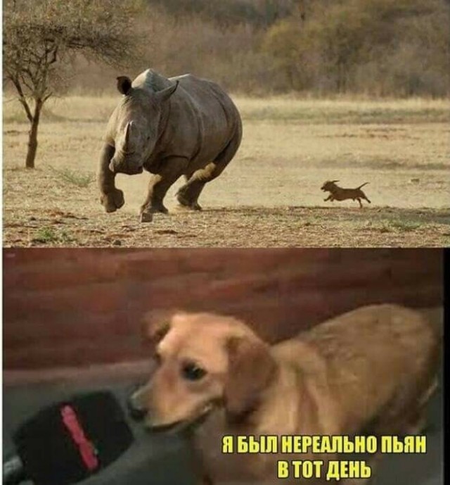 Картинок разных 40 штук