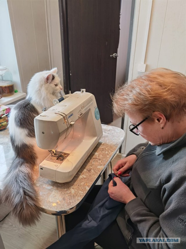 Котовторнику быть!