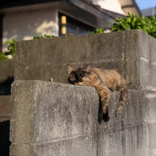 Разные котики