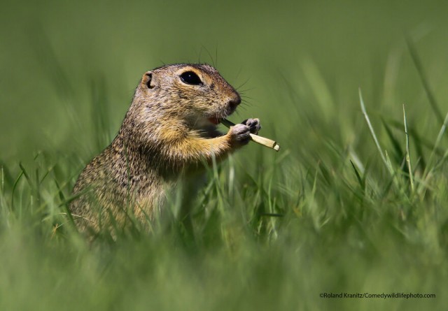 Лучшие фото конкурса Comedy Wildlife Photography Awards 2021