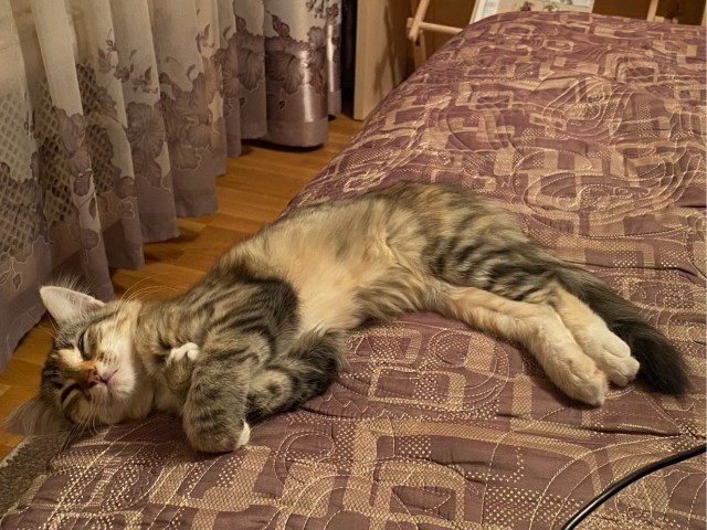 Котовторник 28.09.21