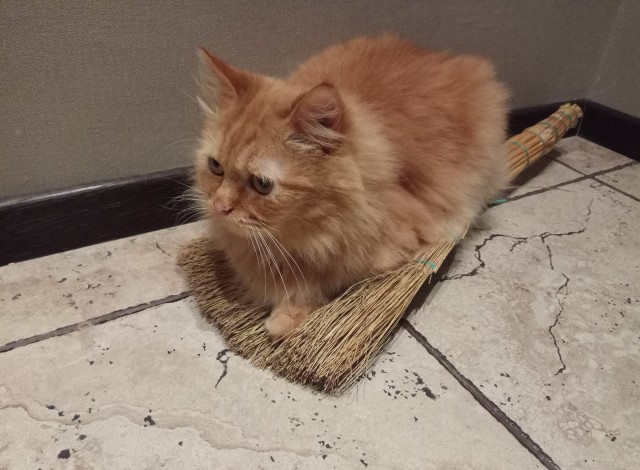 Котовторник
