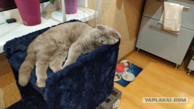 Котовторнику быть