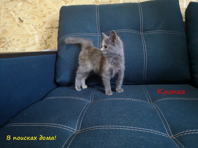 Жизнь домашнего приюта "Котоленд" 310