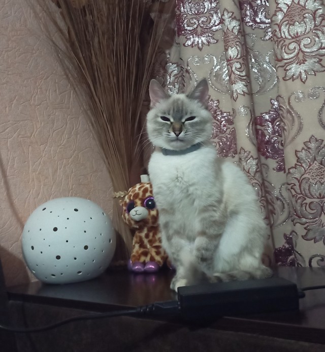 Котовторник 21.12.21