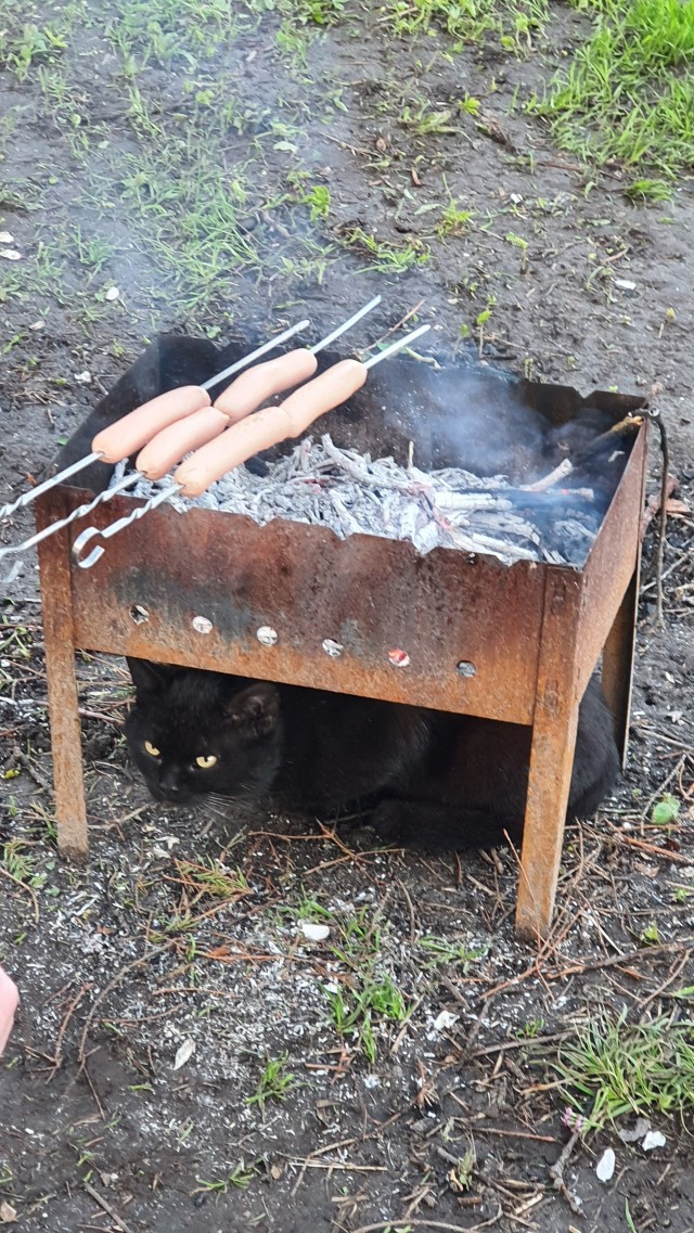 И снова день кошачий!